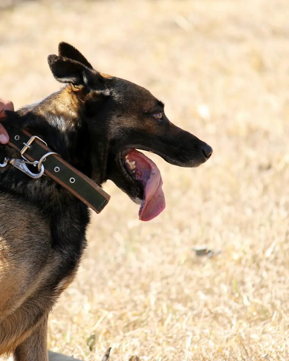Eğitmenin elindeki tasmayla yanında duran Alman çoban köpeği