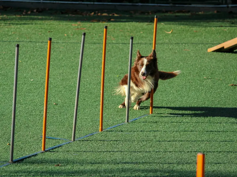 Slalom direkleri arasından geçen border collie