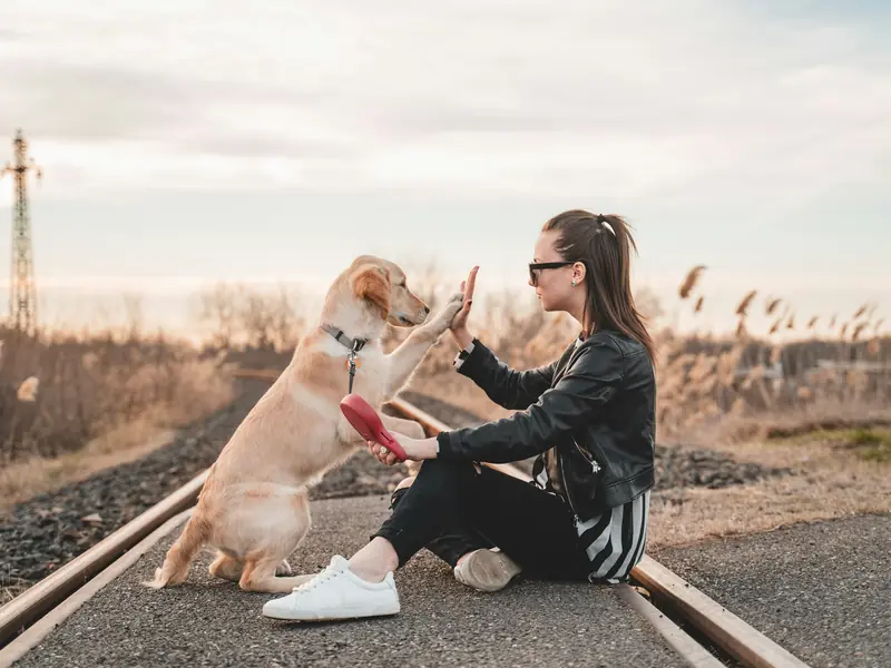 Sahibiyle çak yapan mutlu köpek