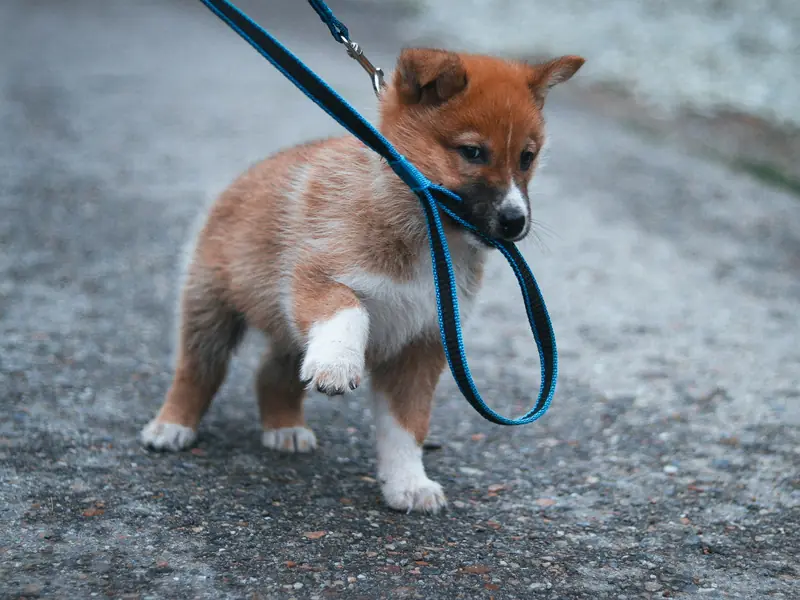 Tasmasını ağzında tutan kızıl renkli yavru köpek